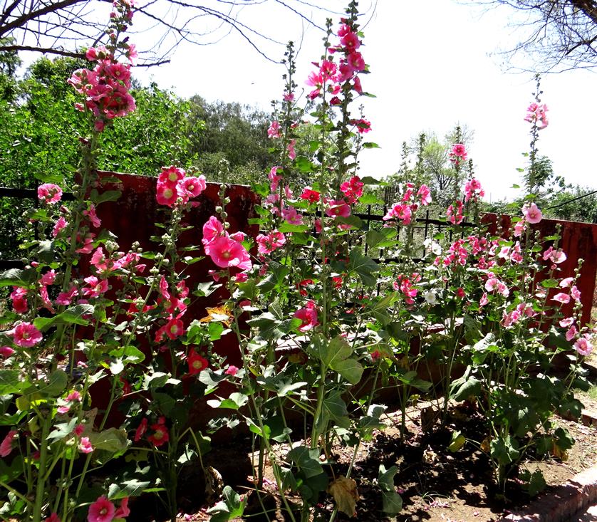Alcea rosea